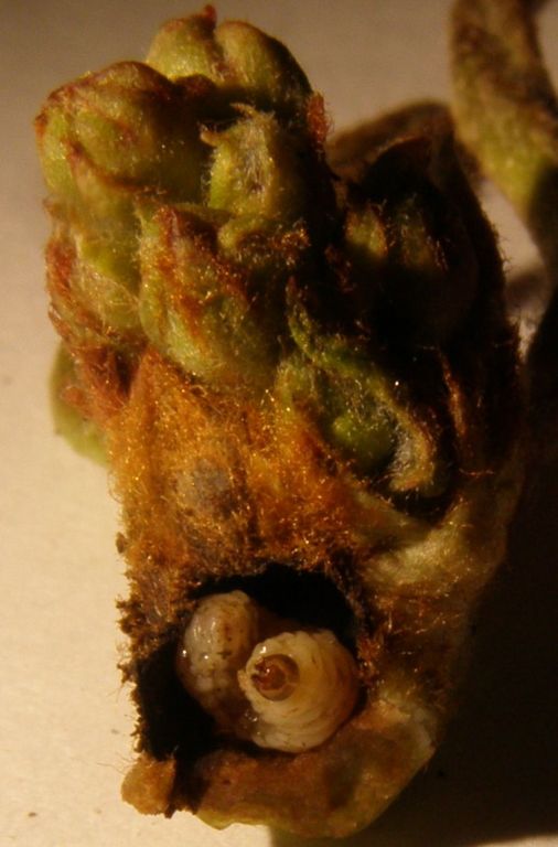kvetopas-larva1