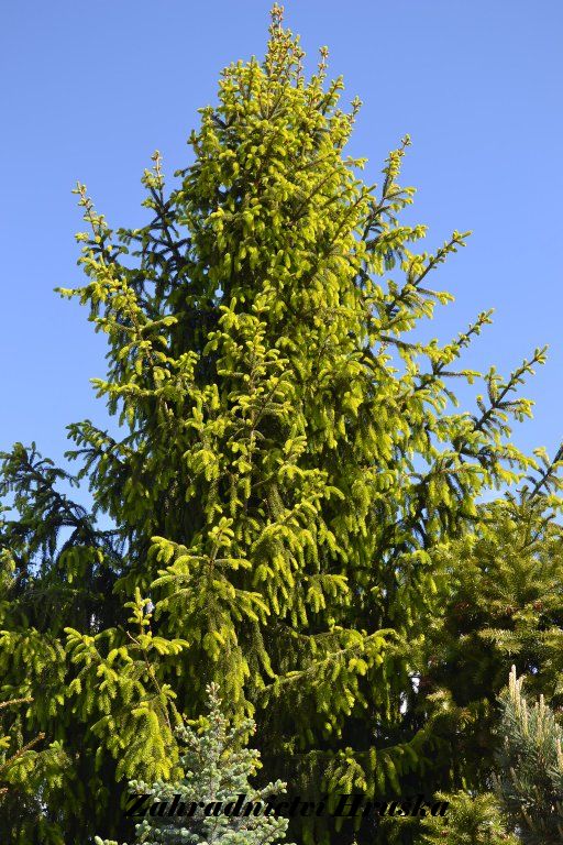 Picea abies Cupresina