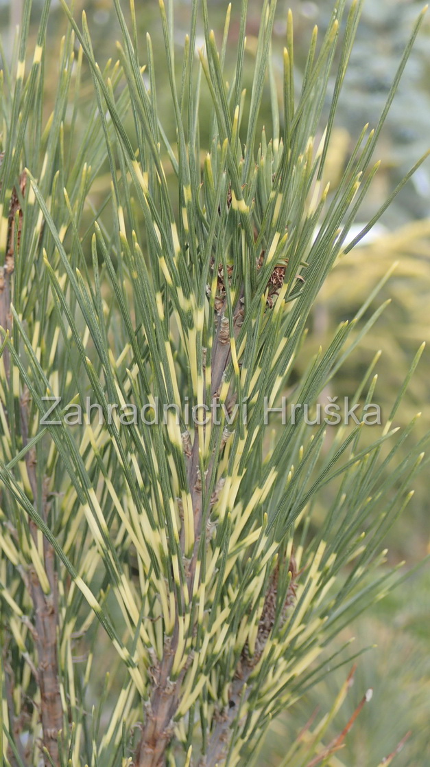 Pinus.dens.OculusDraconis