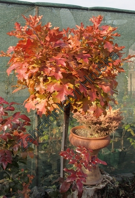 Quercus-palustris-GreenDwarf2