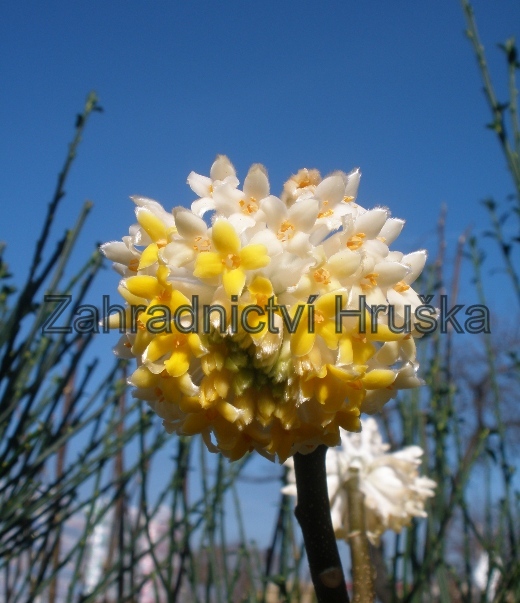 Edgeworthia-chrysantha1b